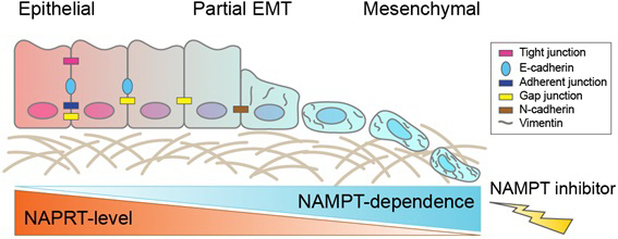 (그림) NamPT 저해제의 중간엽전이 (EMT) 분자아형 암세포에 대한 작용 기전.