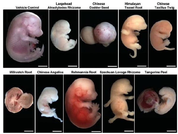 태아 기관형성 기간에 한약재에 노출된 생쥐산모에서의 태아흡수(제공=바른의료연구소) ⓒ의협신문