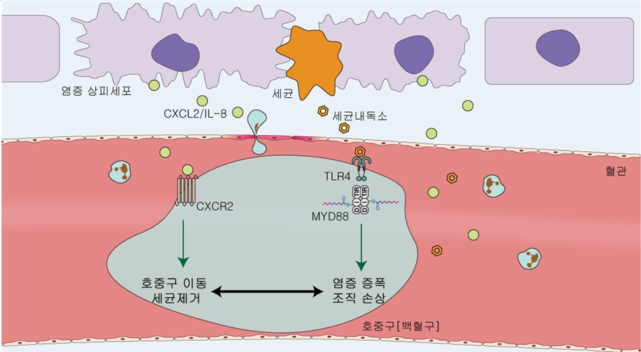 (그림 2) 이번 연구결과에 대한 모식도 2[1] 세균침입부위에서 상피세포가 CXCL2를 분비하고 이를 호중구(백혈구)의 CXCR2가 인지하여 세균을 죽이게 됨. 그러나 동시에, [2]세균에서는 內毒素(ENDOTOXIN, LPS)를 분비하는데, 이것이 호중구의 TLR4 수용체를 자극하여 MYD88 단백질의 팔리토일-화를 거쳐서 염증-사이토카인을 대량 방출하게 하여 오히려 환자에 손상을 입히면서, 호중구 표현의 CXCR2를 감소시켜서 호중구의 이동을 방해하여 세균 제거를 못하게 함. 그 결과 패혈증 환자들이 사망하게 됨. 본 연구에서는 이러한 기전을 규명함과 동시에 MYD88의 팔미토일-화 효소를 규명하여 이를 차단하면 패혈증의 생존율을 대폭 향상시킬 수 있음을 동물실험으로 증명해 보였음. 향후 패혈증 치료 신약 <span class='searchWord'>개발</span>을 교두보를 확보하게 되었음.