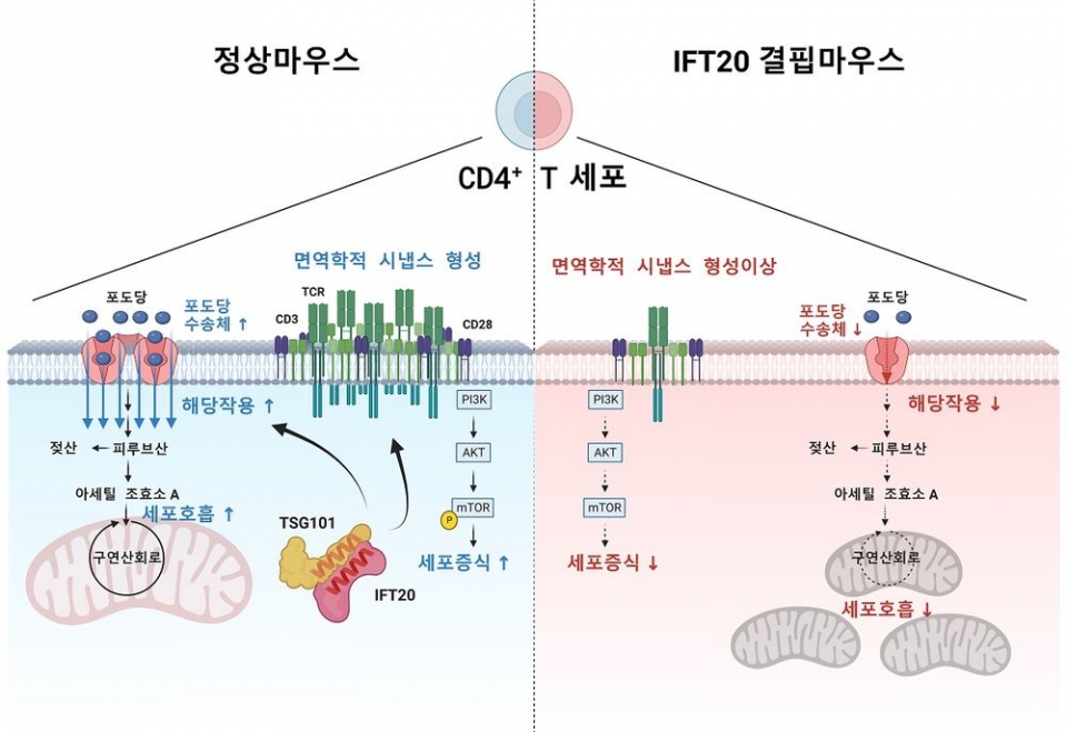 ■ 연구 모델 요약도. IFT20단백질은 TSG101과 결합해 면역학적 시냅스를 형성한다. 면역학적 시냅스가 형성되면 PI3K-AKT-mTOR 신호가 증폭돼 CD4+ <span class='searchWord'>T세포</span>가 증식하고, 포도당수송체가 증가해 해당작용과 세포호흡이 증가하게 된다. IFT20이 결핍된 CD4+ <span class='searchWord'>T세포</span>에서는 면역학적 시냅스 형성이 저하되며, 이로 인해서 세포증식과 해당작용, 세포호흡 모두가 감소하게 된다.