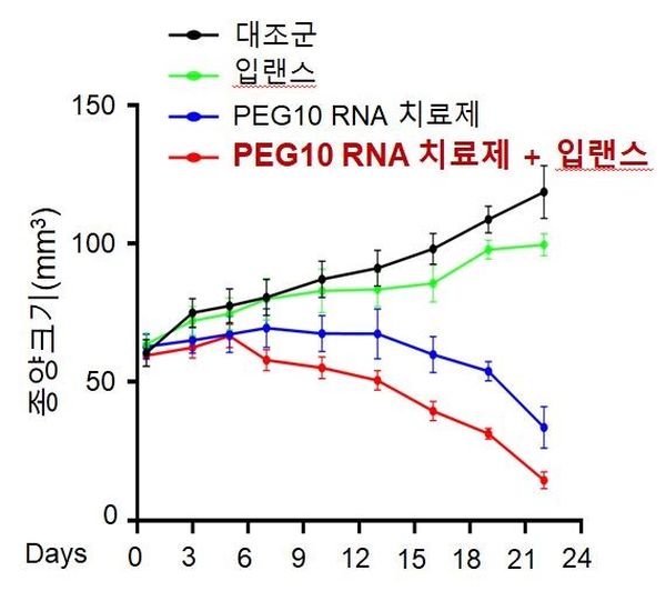 문용화 교수팀은 PEG10 <span class='searchWord'>RNA</span> 치료제와 입랜스 병합 투여 시 종양크기가 85% 감소하는 우수한 항종양 효과를 확인했다.