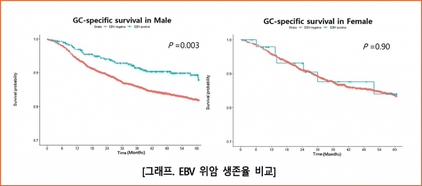 남성(왼쪽)은 EBV <span class='searchWord'>위암</span>(파란색)이 그 외 <span class='searchWord'>위암</span>(붉은색)에 비해 높은 생존율을 보였으나 여성(오른쪽)은 그러한 차이가 드러나지 않았다. ⓒ의협신문