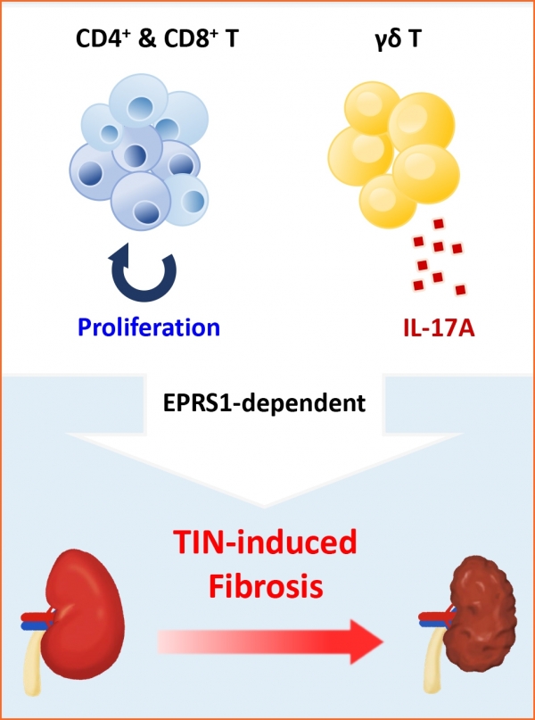 실험 결과, EPRS1 발현이 적으면 신장 염증 및 섬유화가 감소했다. EPRS1은 T <span class='searchWord'>세포</span> 증식과 감마델타(γδ) T <span class='searchWord'>세포</span>의 IL-17A 발현에 영향을 미치는 것으로 나타났다. ⓒ의협신문