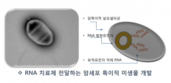 RNA 항암제를 전달하는 살모넬라백신균주 (사진제공=고려의대 알레르기면역연구소) ⓒ의협신문