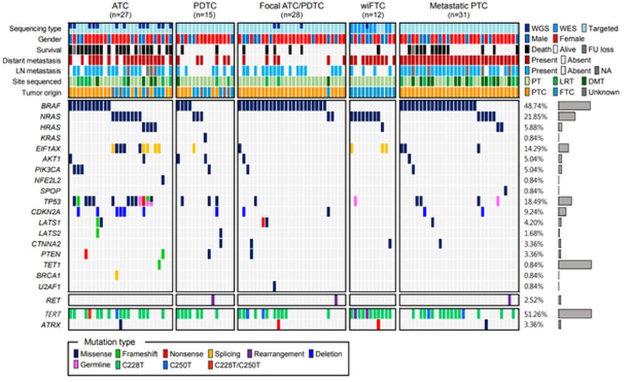 [그림1] 한국인 113명의 미분화 및 진행성 분화 갑상선암 <span class='searchWord'>DNA</span> 분석 결과. 텔로미어 길이 유전자(TERT)와 발암 유전자(AKT1·PIK3CA·EIF1AX)의 변이는 미분화 및 진행성 분화 갑상선암 모두에서 관찰되고, 암 억제 유전자(TP53·CDKN2A 등)의 변이는 미분화 갑상선암에서만 매우 높은 빈도로 확인됐다.
