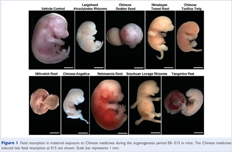 홍콩 연구팀은 2012년 발표한 논문에서 임신 초기에 여러 한약재를 복용하면 태아의 발생에 이상을 초래한다는 동물실험 결과를 발표했다.맨 왼쪽 위가 생쥐의 정상 태아, 나머지는 한약재로 인해 정상적으로 자라지 못한 태아다(논문 링크: https://www.ncbi.nlm.nih.gov/pubmed/22647451) ⓒ의협신문