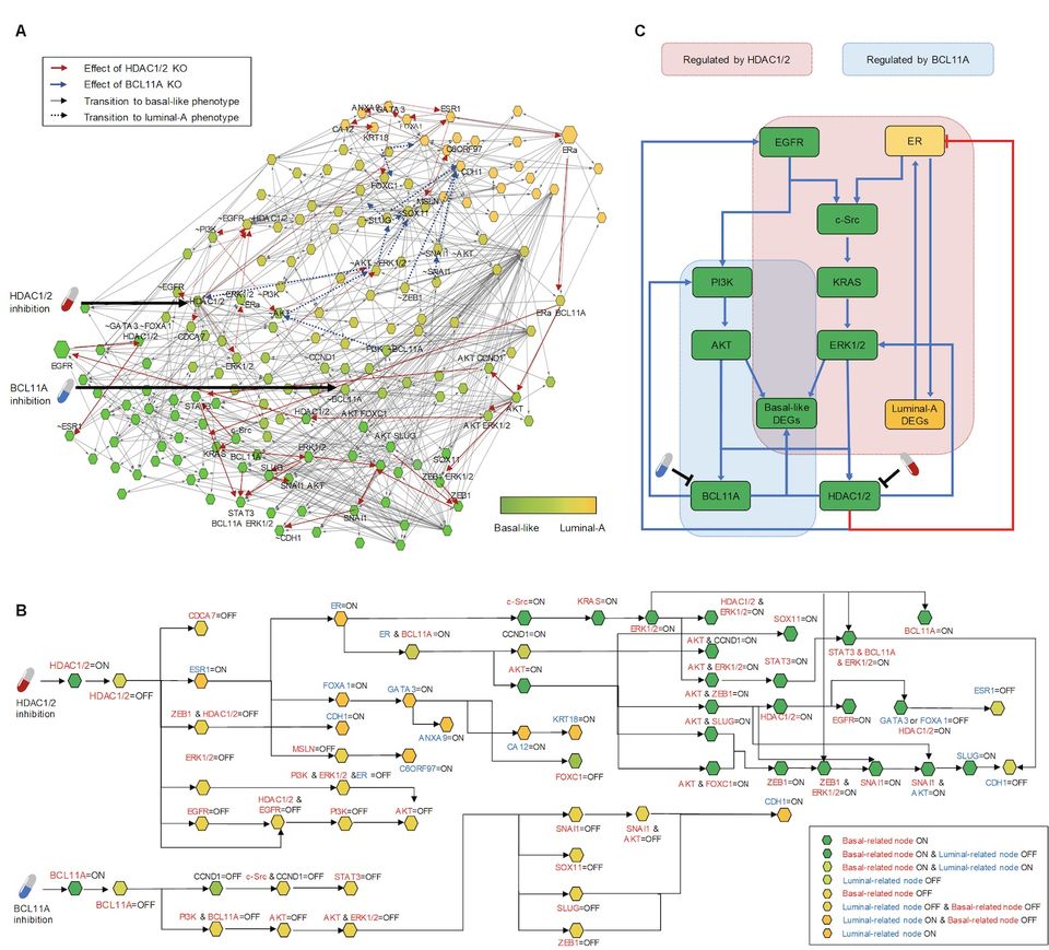 ■ 대규모 컴퓨터 시뮬레이션 분석과 복잡계 네트워크 제어기술 적용을 통한 리프로그래밍 분자타겟 발굴