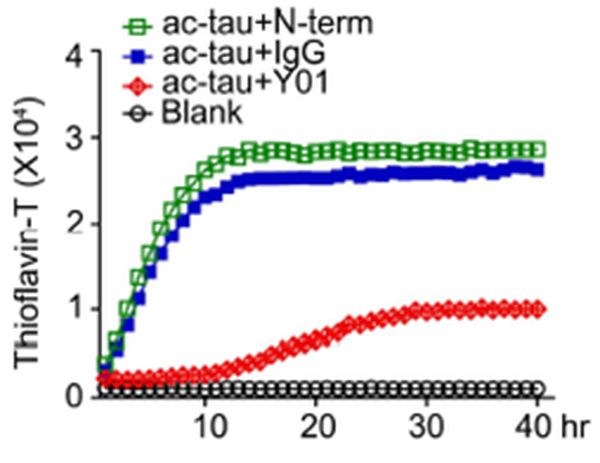 ■ 단일클론항체 'ADEL-Y01'의 효과. 타우 응집을 <span class='searchWord'>80%</span> 억제한다. ADEL-Y01(빨간색), N-말단 항체(녹색), y축-타우 응집 정도.