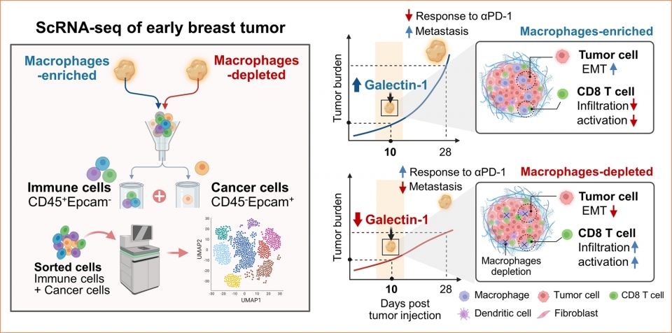 서울의대 연구팀은 초기 종양 성장에 관여하는 마크로파지의 역할을 규명하기 위해 단일세포 전사체 분석을 이용, 종양 마크로파지 유무에 따른 종양 미세환경 내 암세포와 면역세포에 대한 전반적인 분석을 진행했다. 분석 결과, 종양 내 마크로파지가 없는 경우에 암세포의 전이 능력이 감소하는 것을 확인했으며, 종양 내 면역 활성화에 중요한 CD8+ T세포가 증가했다. 이는 마크로파지가 종양 진행 초기 단계부터 암세포의 전이 및 면역억제 환경에 중요한 역할을 한다는 것을 시사한다. ⓒ의협신문