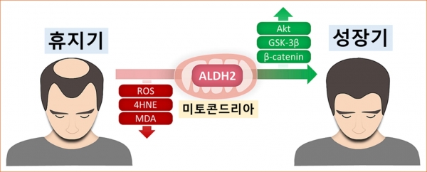 [그림1] ALDH2 활성화 통해 산화 스트레스 감소를 감소시키고 베타카테닌을 증가시킴으로써 모낭을 성장기로 회복시킬 수 있다. ⓒ의협신문